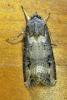 Agrotis ipsilon